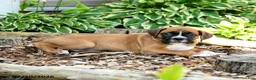 Boxer dogs for sale: Bennett - Ad 2