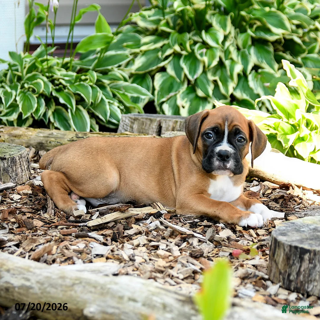 Boxer dogs for sale: Bennett - Ad 2