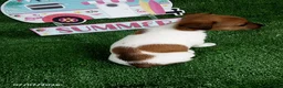 Jack Russell Terrier dogs for sale: Kathy - Ad 3