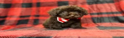 Shihpoo dogs for sale: Bryant - Ad 2