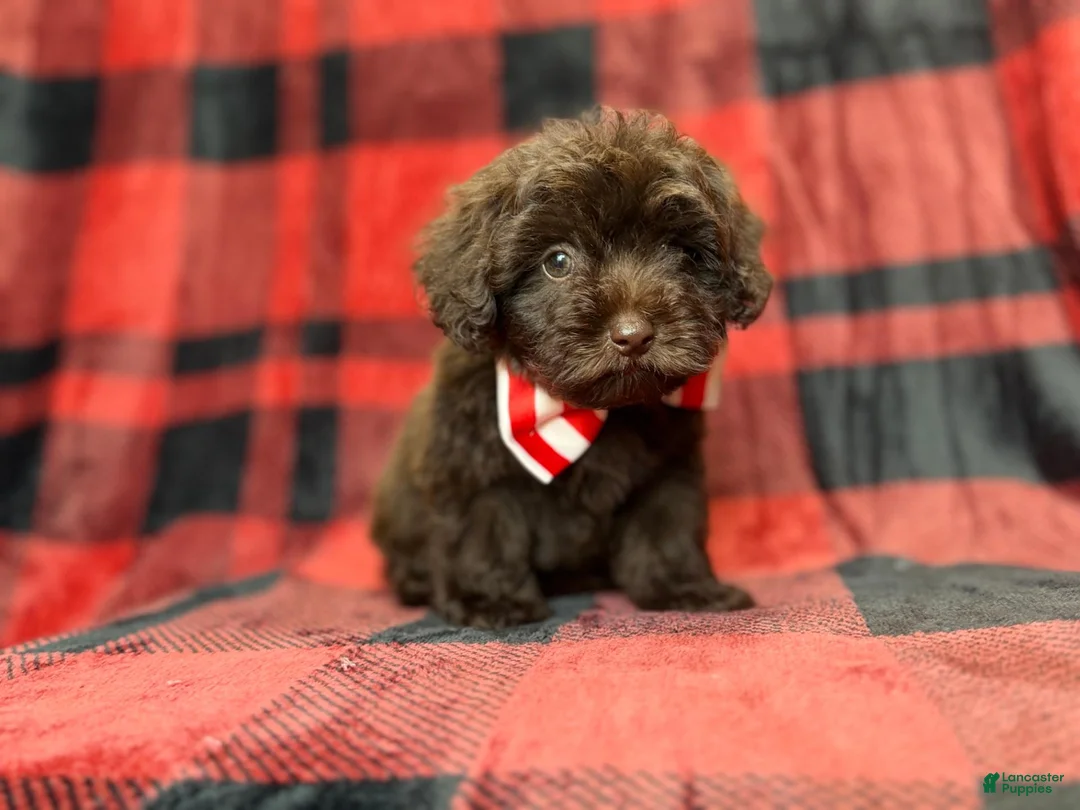 Shihpoo dogs for sale: Bryant - Ad 2