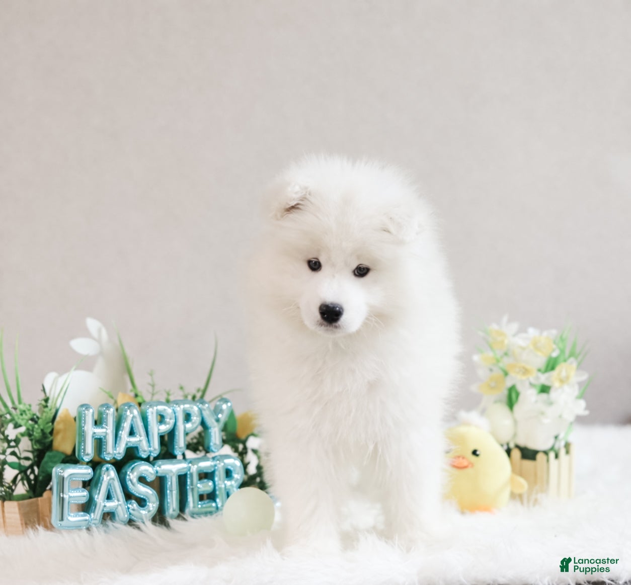 Samoyed dogs Sparki  - Ad 1