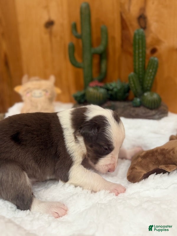 Border Collie dogs Girl 1 - Ad 37