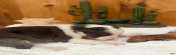 Border Collie dogs for sale: Girl 1 - Ad 1