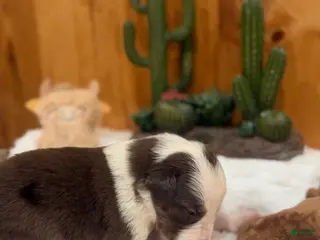 Border Collie dogs Girl 1 - Ad 37