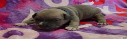 American Bully dogs for sale: Montana - Ad 3