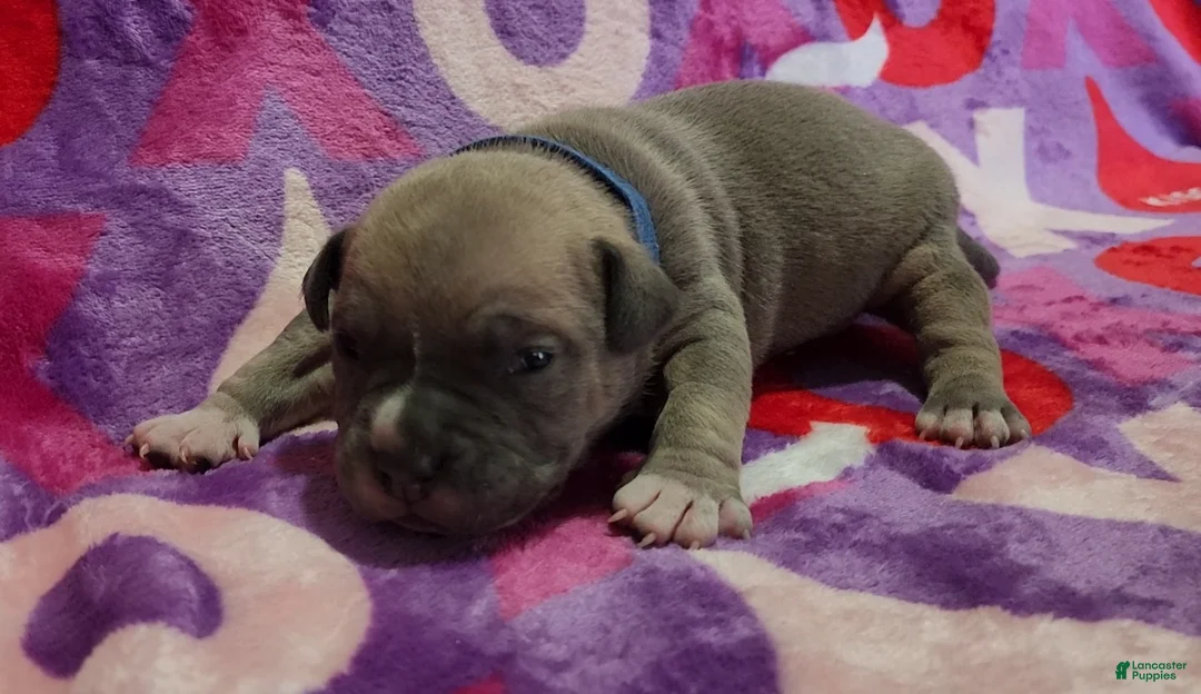 American Bully dogs for sale: Montana - Ad 3