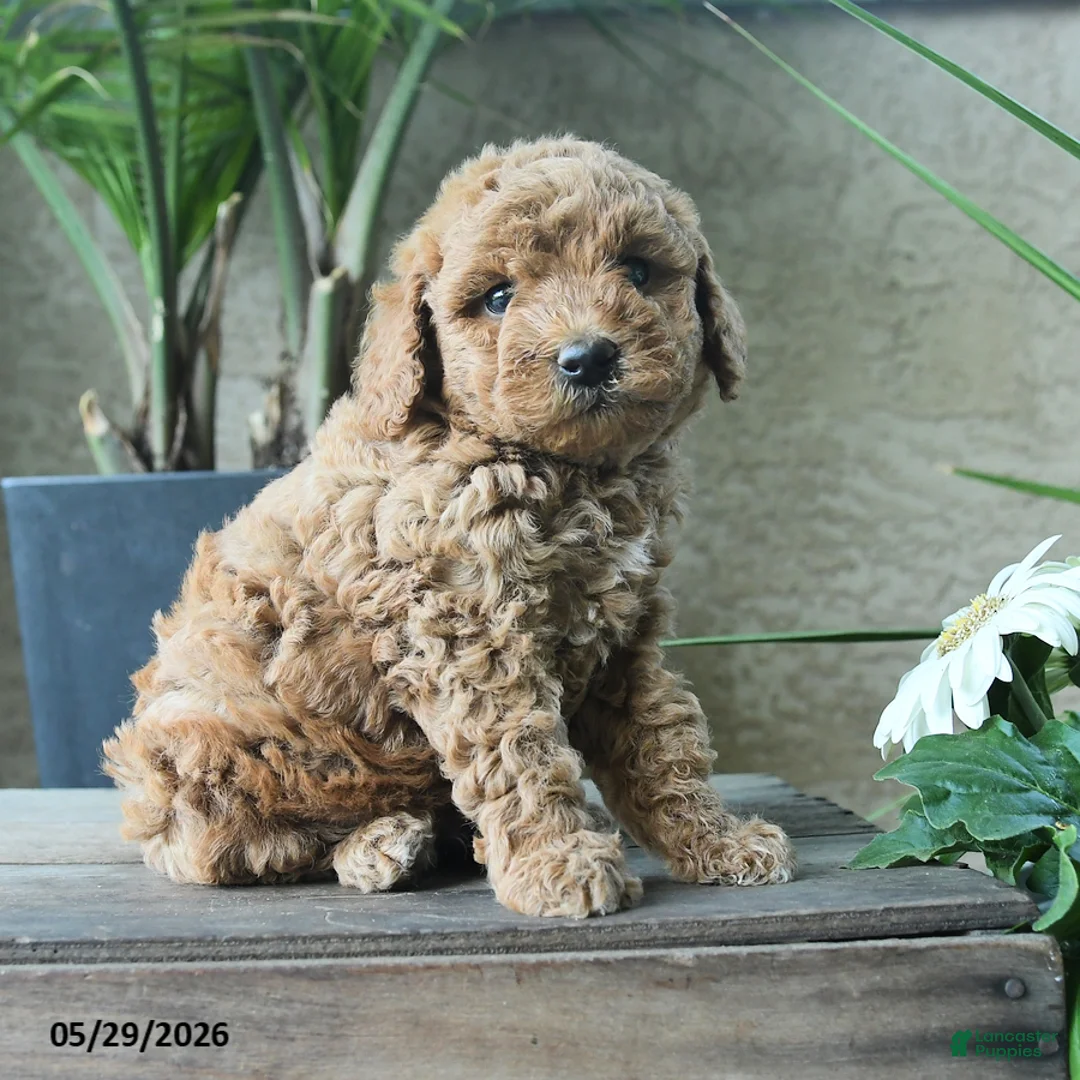 Miniature Poodle dogs for sale: Gregory - Ad 1