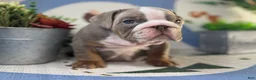 English Bulldog dogs for sale: London - Ad 4