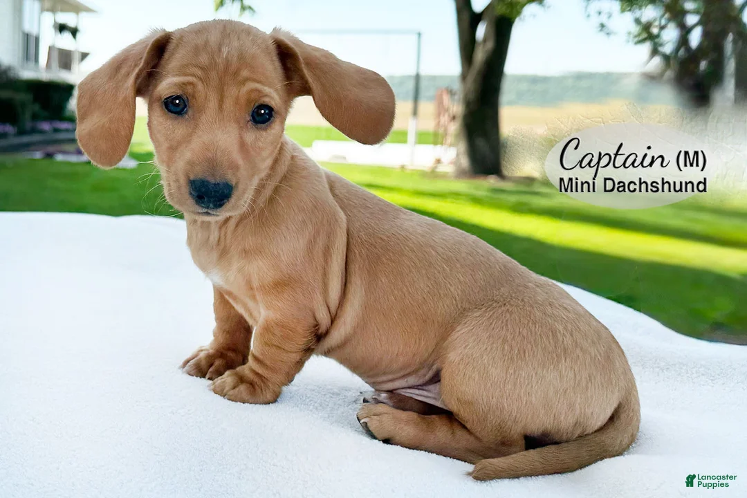 Miniature Dachshund dogs for sale: Captain - Ad 1
