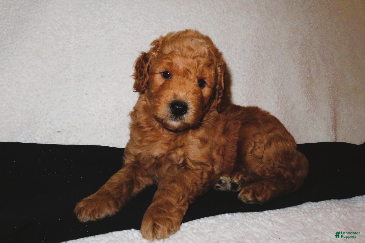Mini Goldendoodle dogs Louie - Ad 2