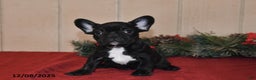 French Bulldog dogs for sale: Rosie - Ad 2