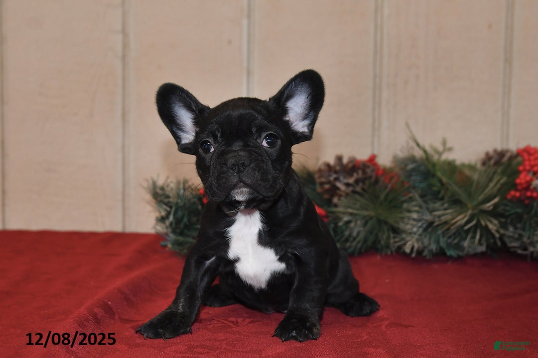 French Bulldog dogs for sale: Rosie - Ad 2