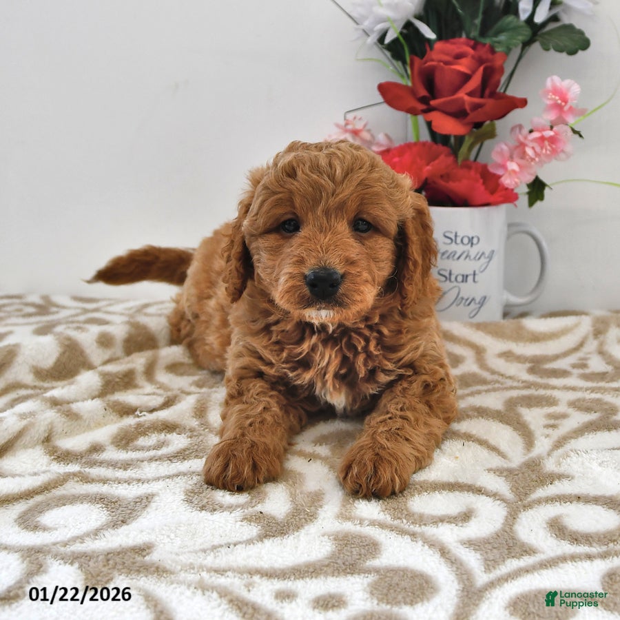 Mini Goldendoodle dogs for sale: Oreo - Ad 4