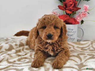 Mini Goldendoodle dogs for sale: Oreo - Ad 4