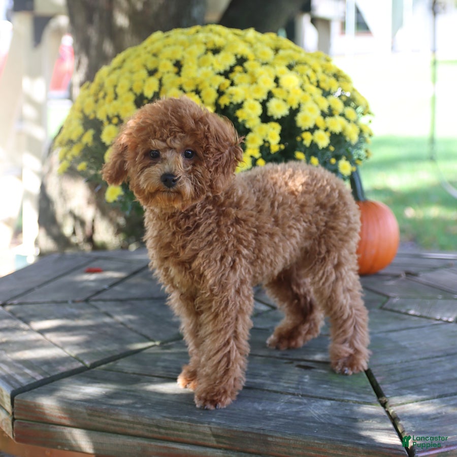 Toy Poodle dogs Oakley - Ad 2