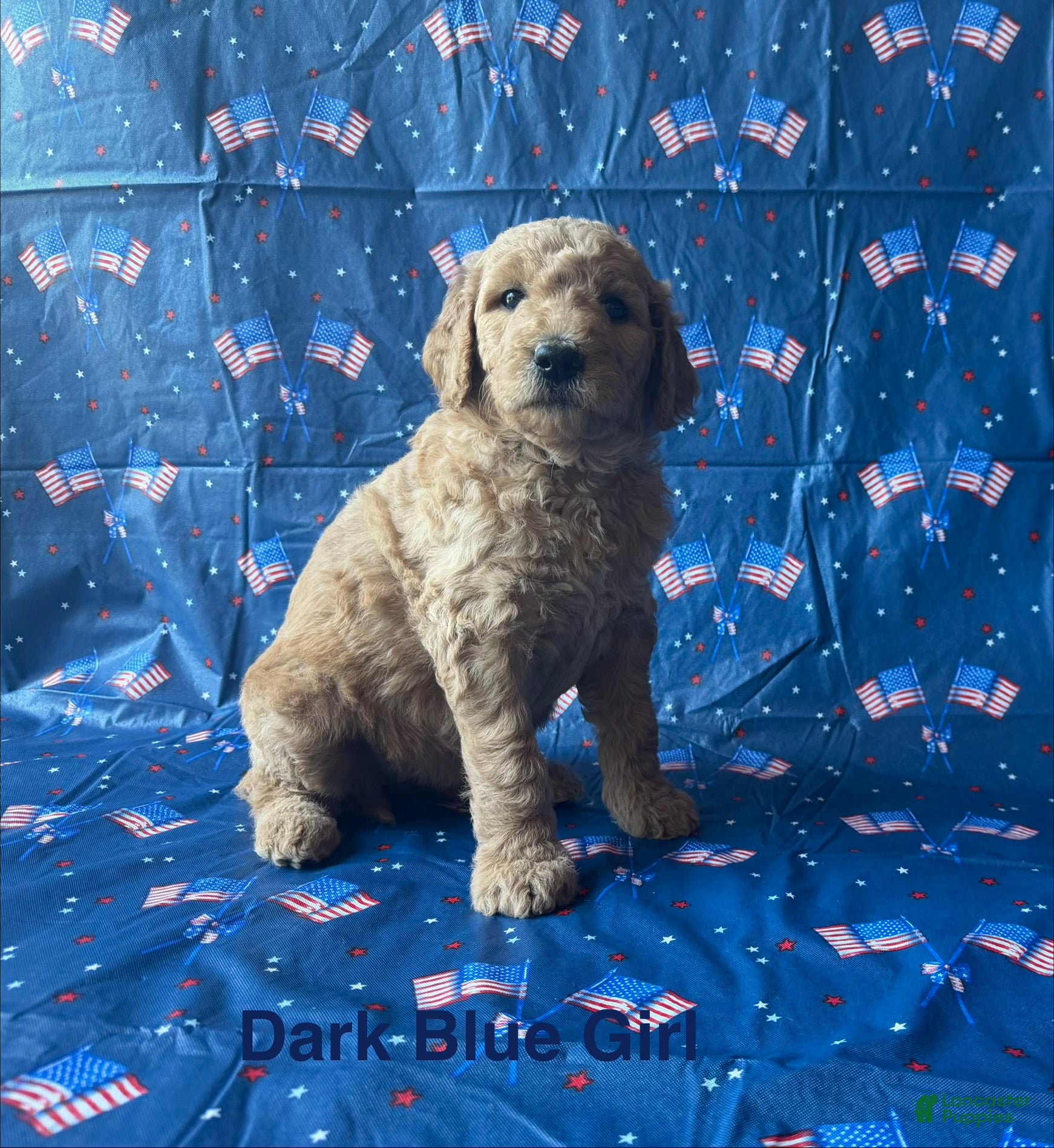 Goldendoodle dogs Bella - Ad 4