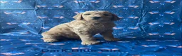 Goldendoodle dogs for sale: Bella - Ad 1