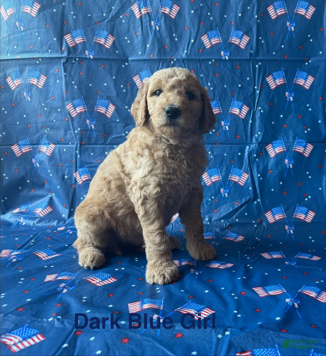 Goldendoodle dogs for sale: Bella - Ad 1