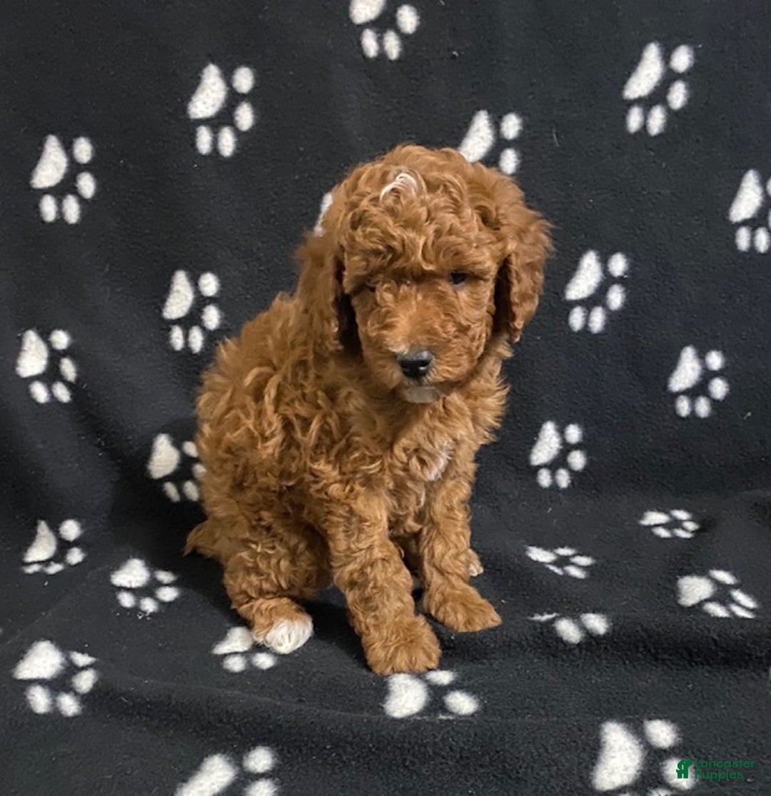 Miniature Poodle dogs for sale: Bo - Ad 1