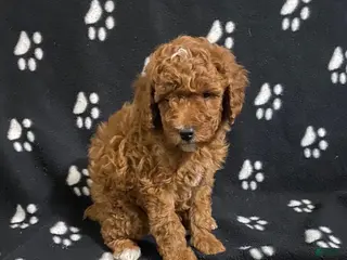 Miniature Poodle dogs Bo - Ad 34