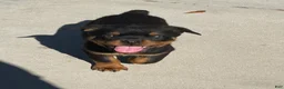 Rottweiler dogs for sale: Rottweiler Puppy 1 - Ad 2