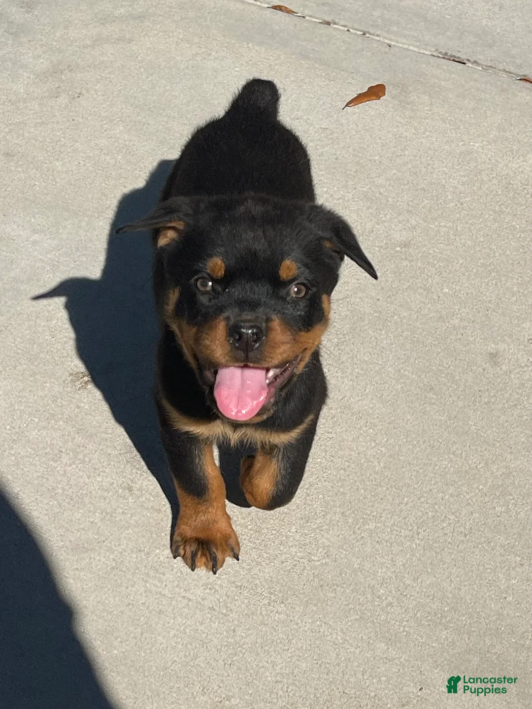 Rottweiler dogs for sale: Rottweiler Puppy 1 - Ad 2
