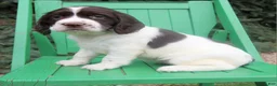 English Springer Spaniel dogs for sale: Virginia - Ad 1