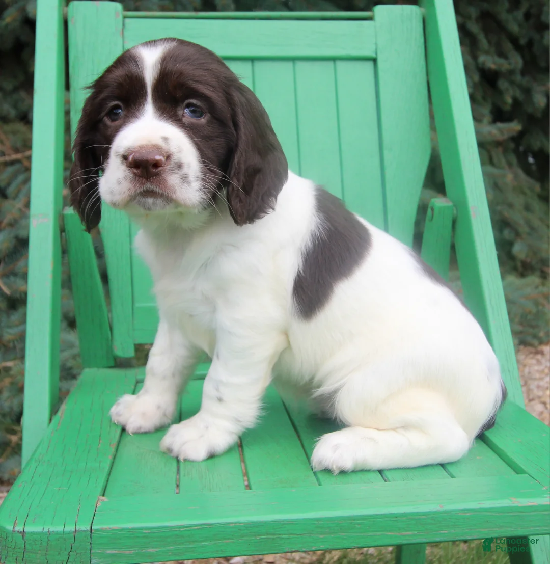 English Springer Spaniel dogs for sale: Virginia - Ad 1