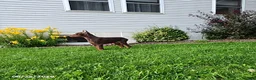 Doberman Pinscher dogs for sale: Graham - Ad 4