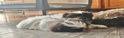 Shih Tzu dogs for sale: Shih Tzu Puppy 2 - Ad 1