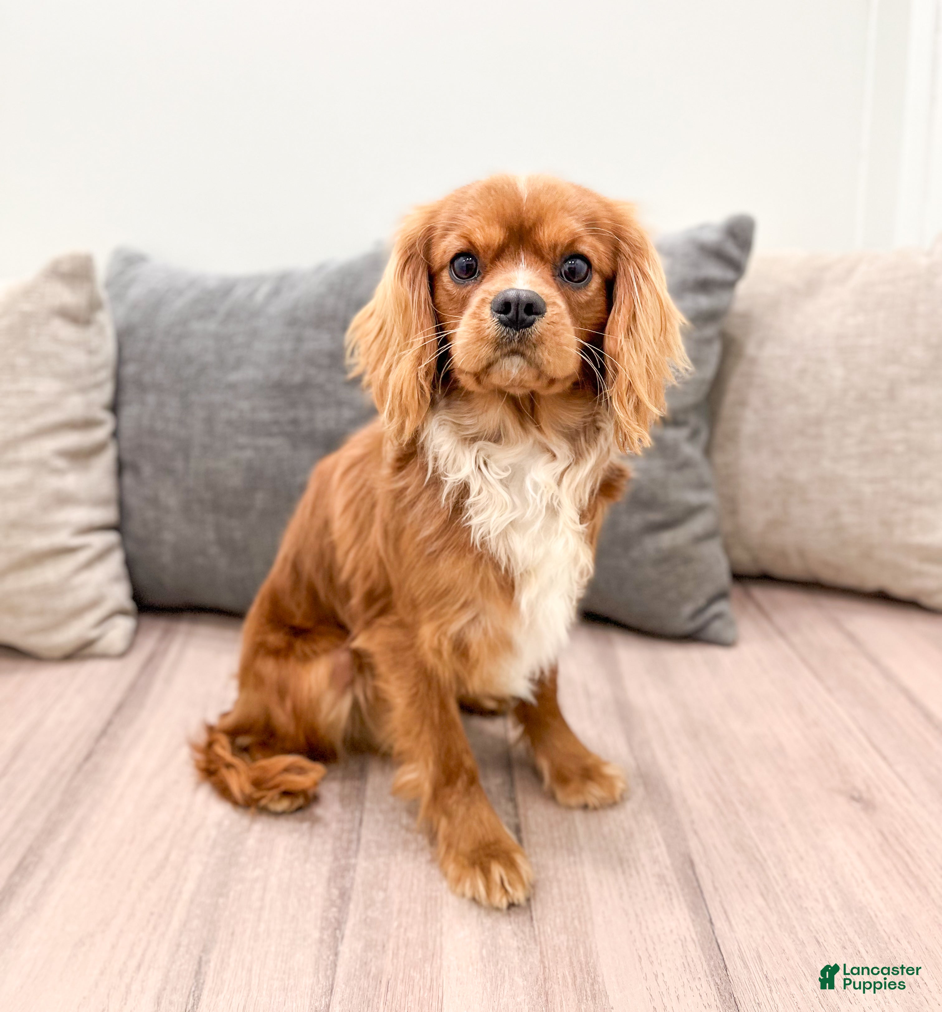 Cavalier King Charles Spaniel dogs Cooper - Ad 1
