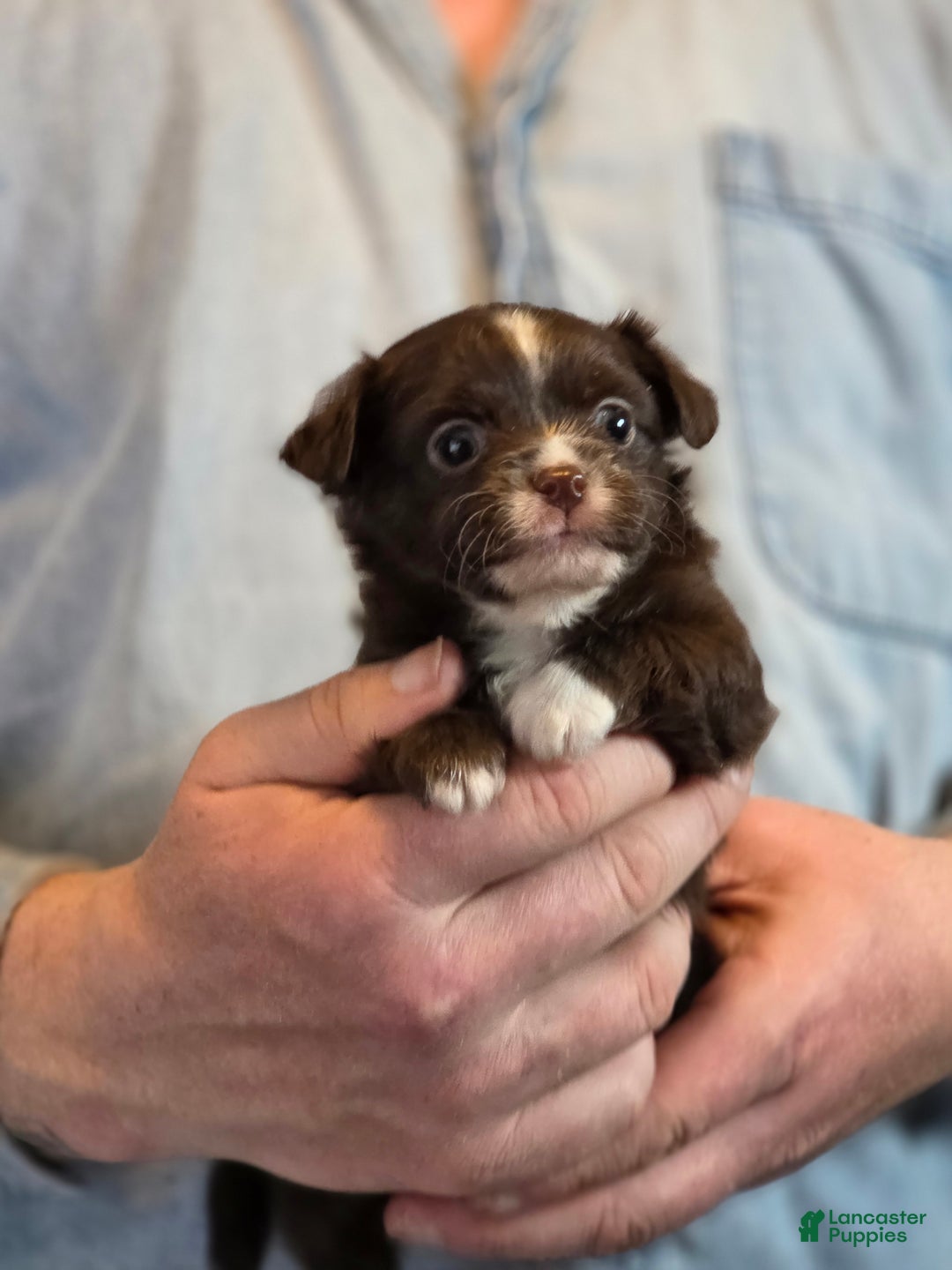 Chihuahua dogs for sale: Teddy - Ad 11