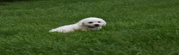 Bichon Frise dogs for sale: Travis 🐾 - Ad 10