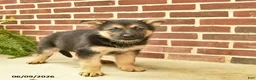 German Shepherd dogs for sale: Buddy - Ad 5