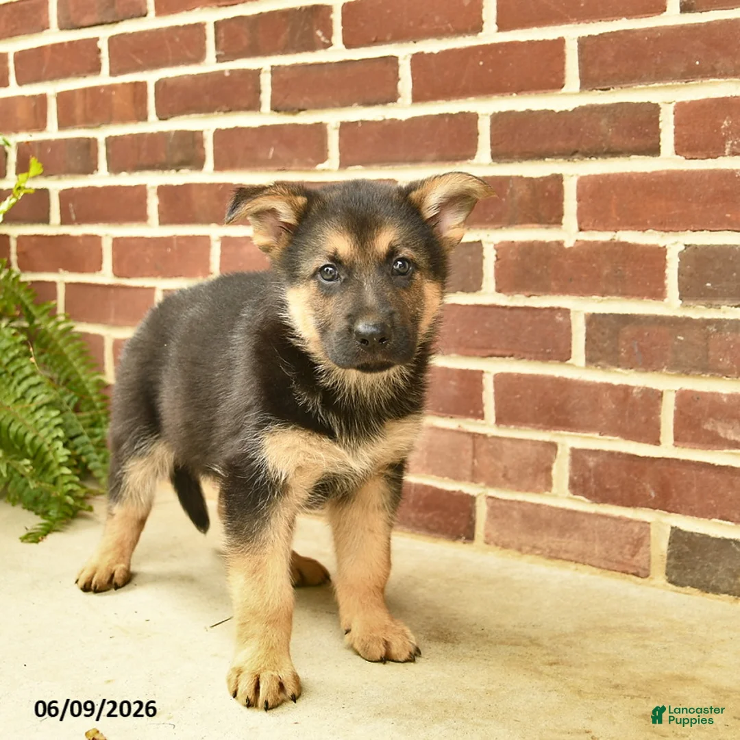 German Shepherd dogs for sale: Buddy - Ad 5