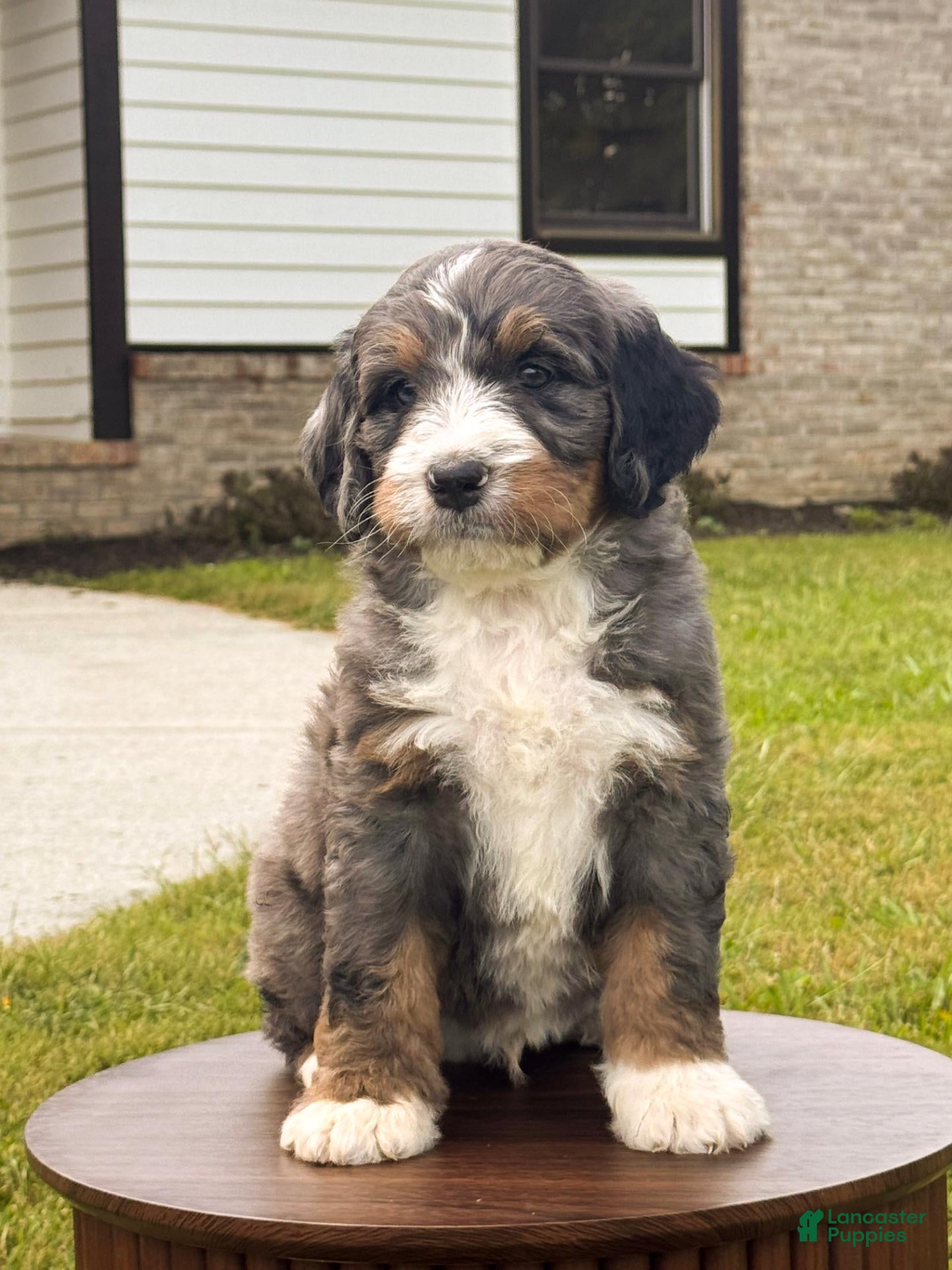 Bernedoodle dogs for sale: Alfie - Ad 3
