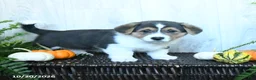 Welsh Corgi Pembroke dogs for sale: Keith - Ad 1