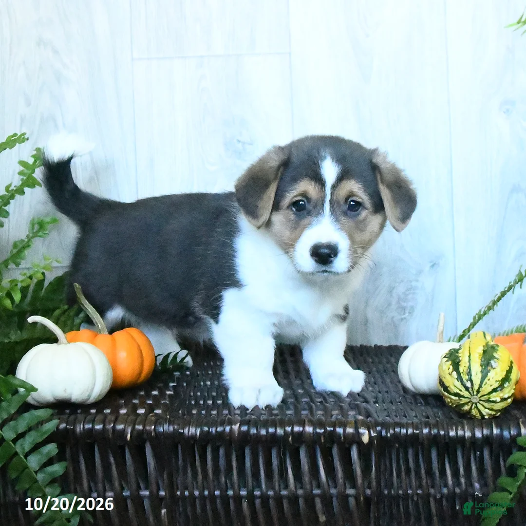 Welsh Corgi Pembroke dogs for sale: Keith - Ad 1