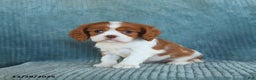 Cavalier King Charles Spaniel dogs for sale: Cleo - Ad 2