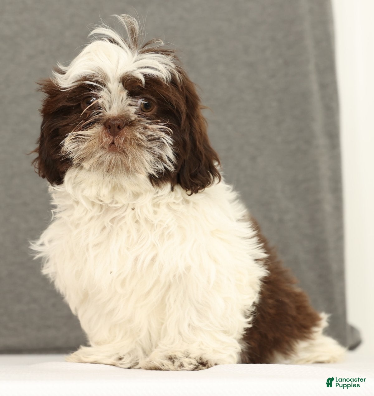 Shih Tzu dogs Elmo - Ad 1