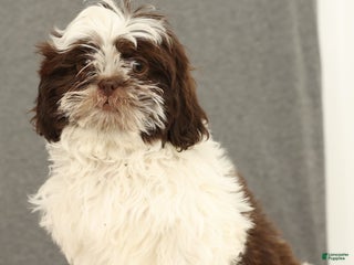 Shih Tzu dogs Elmo - Ad 1