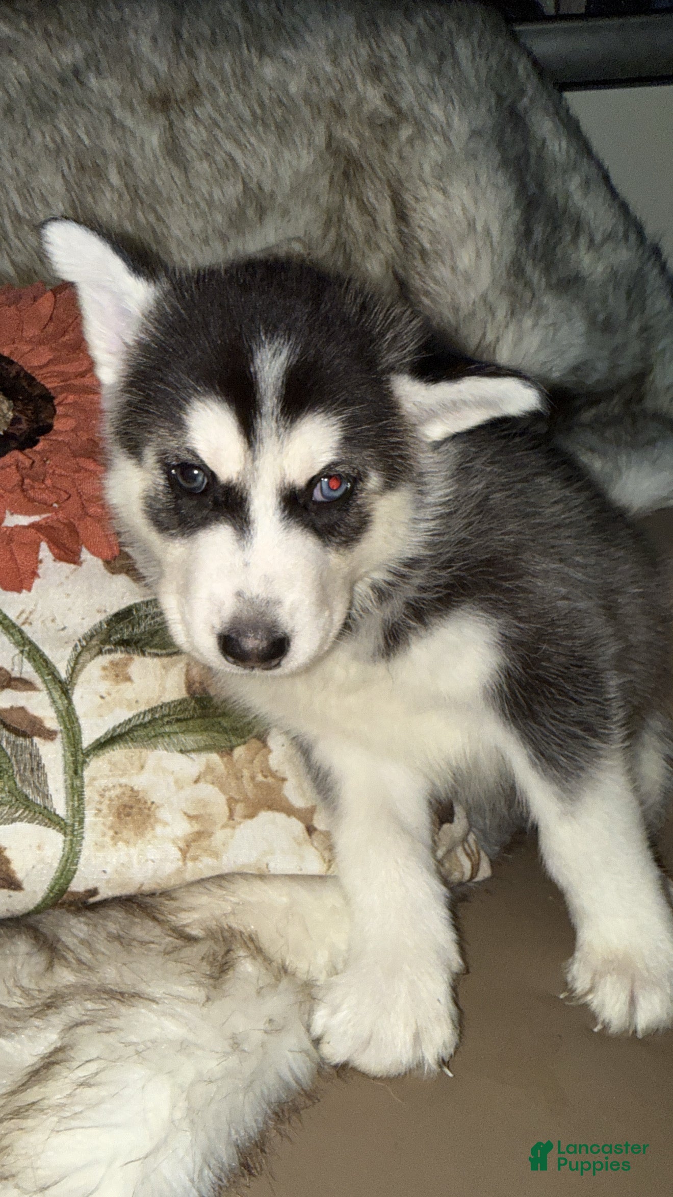 Siberian Husky dogs Ari - Ad 34