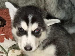 Siberian Husky dogs Ari - Ad 34