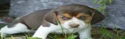Beagle dogs for sale: Petunia  - Ad 4