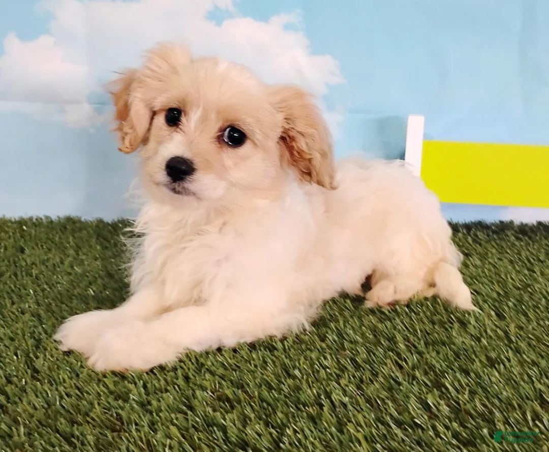 Cavachon dogs for sale: Teddy - Ad 2