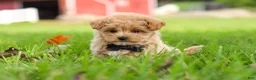 Maltipoo dogs for sale: Nash - Ad 18
