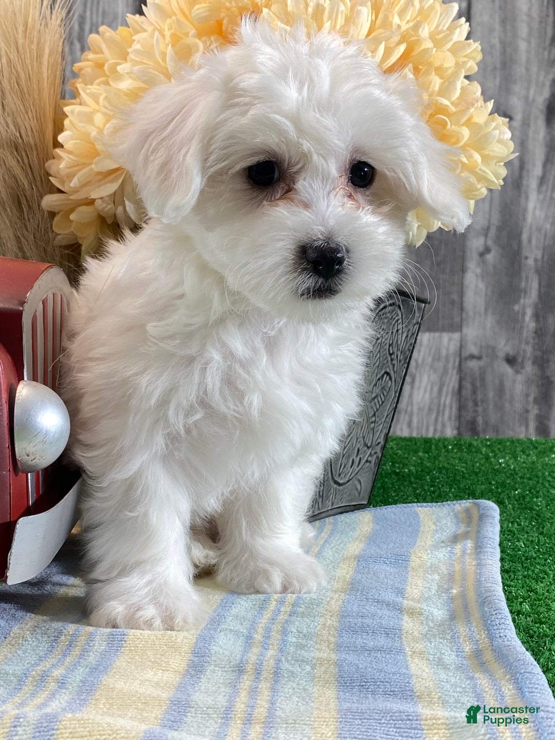 Mixed Breed dogs for sale: Atticus - Ad 4