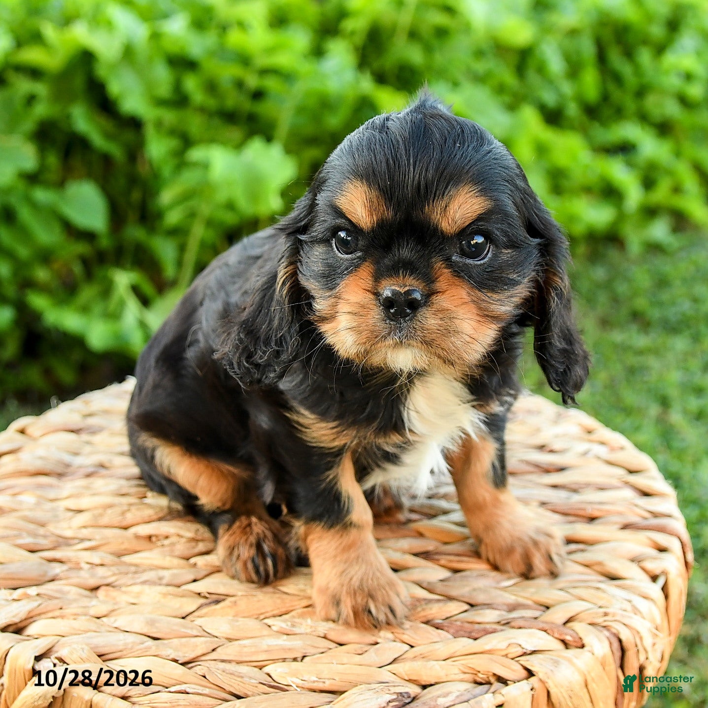 Cavalier King Charles Spaniel dogs for sale: Shane - Ad 1