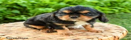 Cavalier King Charles Spaniel dogs for sale: Shane - Ad 1